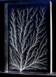 Vertical Tree figure
