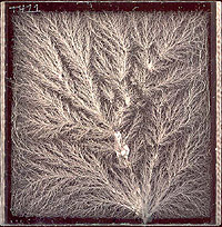 Bushy-dendritic tree