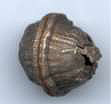 quarterball