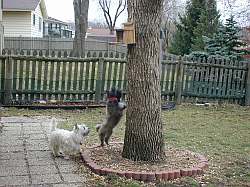 Can dogs climb trees?