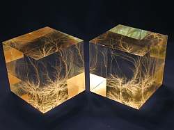 Pair of 3" Cubes, Natural Light